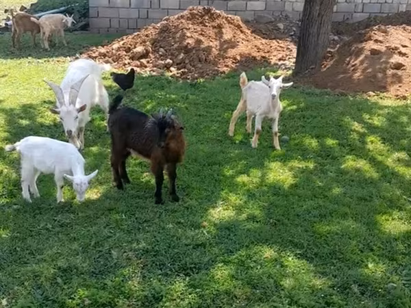 Goat, Goats — Azerbaijan