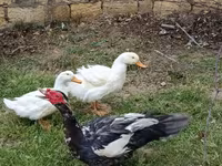 Ducks — foto 3