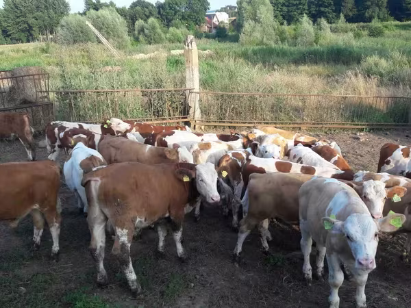 Bull, Simmental cattle