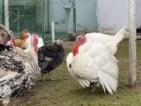 Australorp — Foto 7