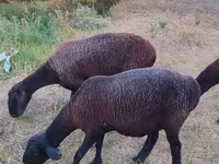 Madyan, Atlar — foto 1