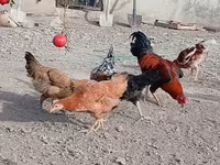 Chickens — photo 2