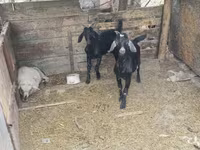 公山羊, Goats — 照片 2