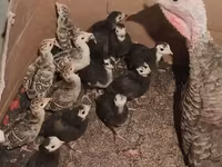 Turkeys — foto 1
