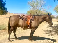 At, Quarter Horse — foto 5