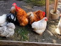Pekin Bantam — photo 6