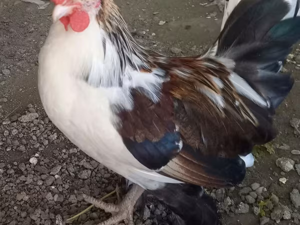 Japanese Bantam