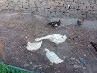 Geese — الصورة 2