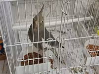 Məhsul: Nimfa (Cockatiel) papağanı və qəfəs dəsti Təsvir: - Rəng — फ़ोटो 3