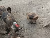 Domestic Muscovy — photo 2
