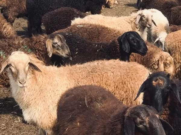 Qoç, Katum sheep