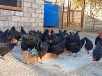Australorp — photo 5