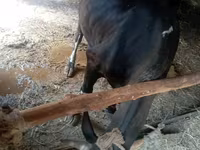 Cow, Cattle — photo 3