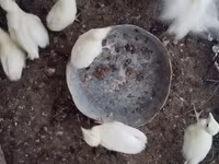 Turkeys — foto 5