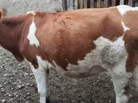 Vaca, Simmental cattle — foto 2