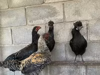 शामो चिकन्स — फ़ोटो 1