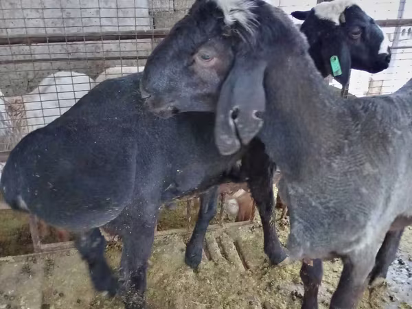 Carneiro, Blackheaded Persian sheep