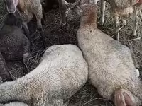 Sheep, Sheep — photo 2