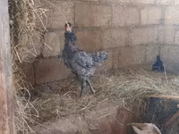Australorp — photo 5