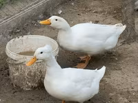 Deutscher Pekin — Foto 1