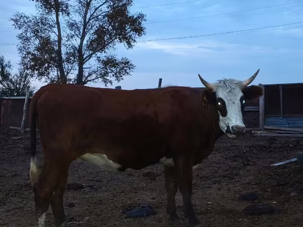 Cow, Kazakh White-headed cow