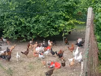 Chickens — photo 3