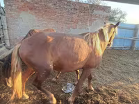 At, Horse breed — foto 2