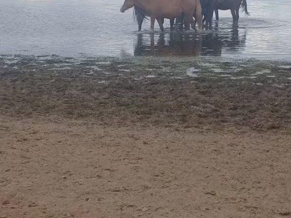 Klisna, Kustanai horse
