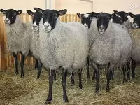 Schaf, Romanov sheep — Foto 1