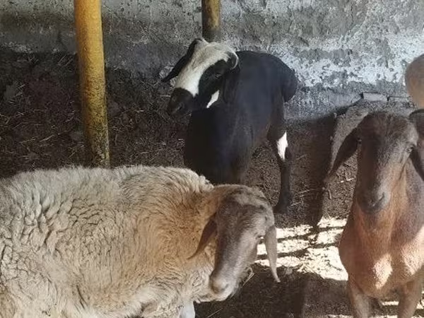 Ovce (šarže, pohlaví neuvedeno), Ovce