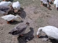 Geese — 照片 1