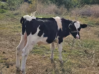 Byk, Russian Black pied cattle — zdjęcie 1