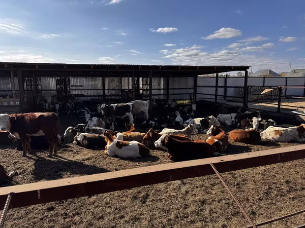 सांड, Simmental cattle