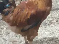 Chickens — Foto 3