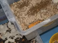🐛 Canlı Un Qurdu Satılır! ✔️ Təzə və sağlam ✔️ Toyuqlar, quşlar və — 照片 2