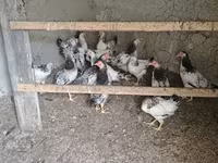 Chickens — photo 1