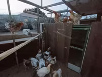 Chickens — photo 2