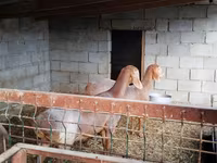 Goat, Goats — photo 5