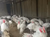 Turkeys — foto 2