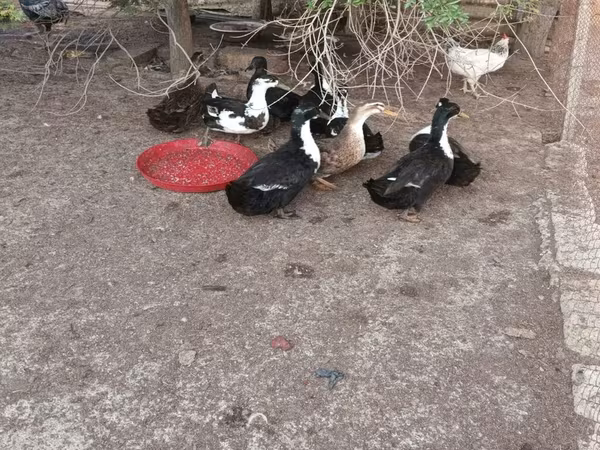 Ducks — Azərbaycan