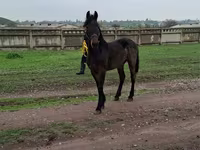 Caballo, Friesian — foto 3