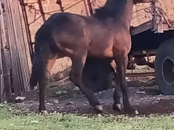 Konie (partia, płeć nieokreślona), Horse breed