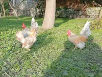 सेरामा — फ़ोटो 3