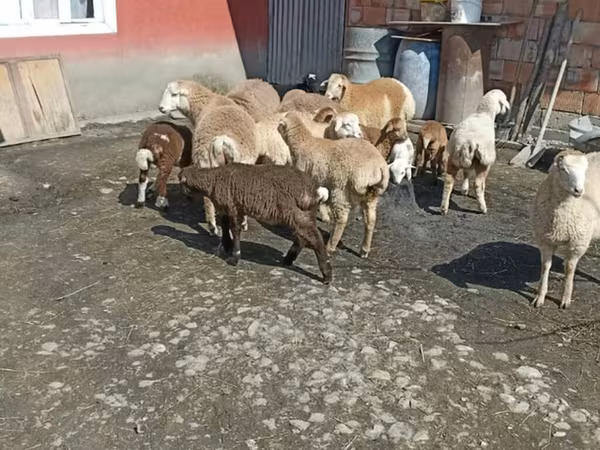 Qoyunlar (partiya, cinsi göstərilməyib), Qoyunlar — Azərbaycan