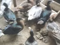 Ducks — Foto 1