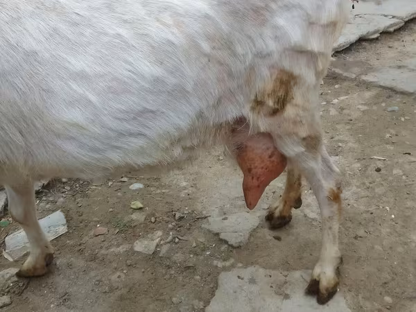 عنزة, Saanen goat