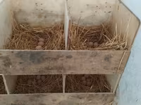 Australorp — photo 3