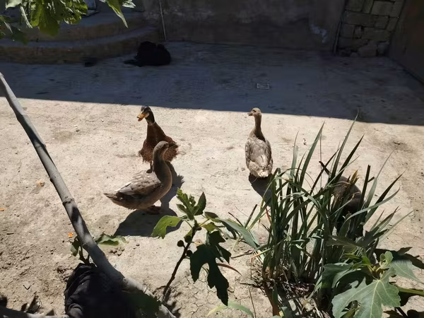Ducks