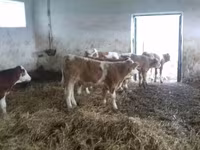 Toro, Simmental cattle — foto 1