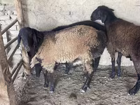 Beran, Rhon sheep — foto 4